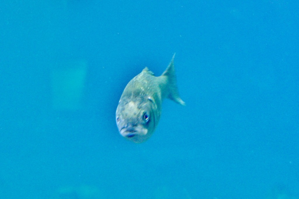 Foto: Acuario de Cala Gonone - Dorgali (Sardinia), Italia