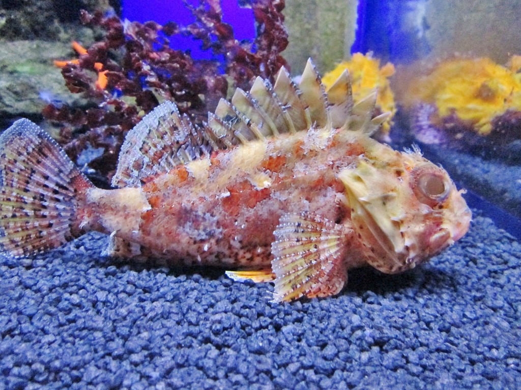 Foto: Acuario de Cala Gonone - Dorgali (Sardinia), Italia