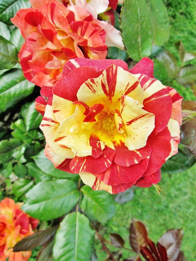 Foto: Concurso de rosas. Parque Cervantes - Barcelona (Cataluña), España