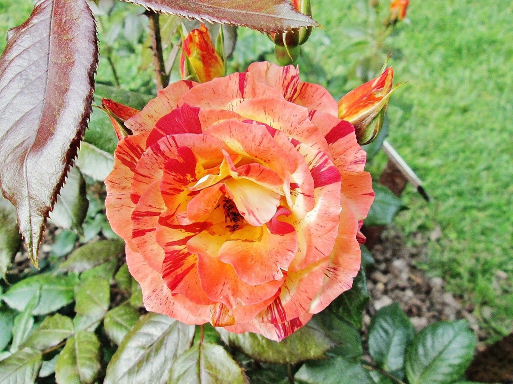 Foto: Concurso de rosas. Parque Cervantes - Barcelona (Cataluña), España