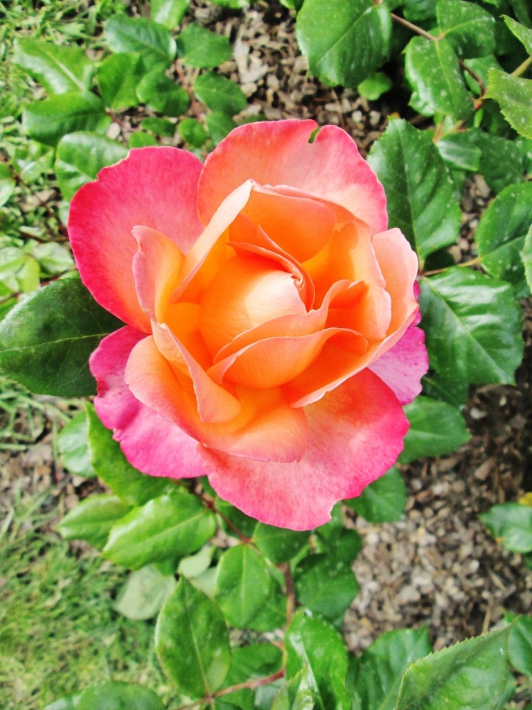 Foto: Concurso de rosas. Parque Cervantes - Barcelona (Cataluña), España