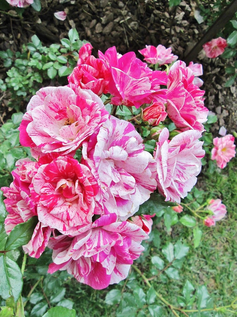 Foto: Concurso de rosas. Parque Cervantes - Barcelona (Cataluña), España