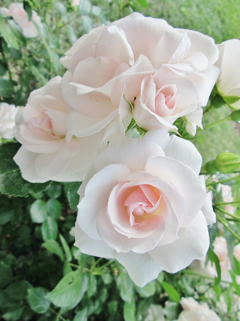 Foto: Concurso de rosas. Parque Cervantes - Barcelona (Cataluña), España