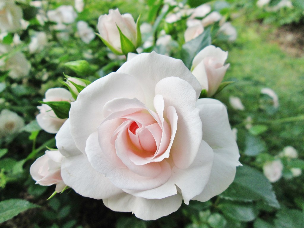 Foto: Concurso de rosas. Parque Cervantes - Barcelona (Cataluña), España