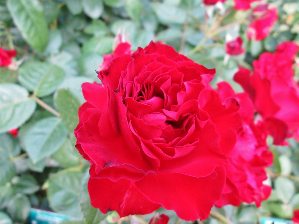 Foto: Concurso de rosas. Parque Cervantes - Barcelona (Cataluña), España