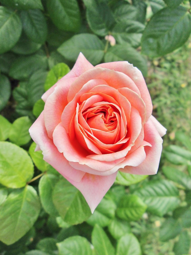 Foto: Concurso de rosas. Parque Cervantes - Barcelona (Cataluña), España