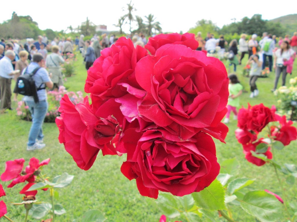 Foto: Concurso de rosas. Parque Cervantes - Barcelona (Cataluña), España