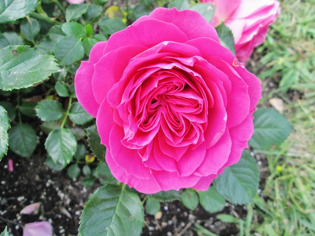 Foto: Concurso de rosas. Parque Cervantes - Barcelona (Cataluña), España