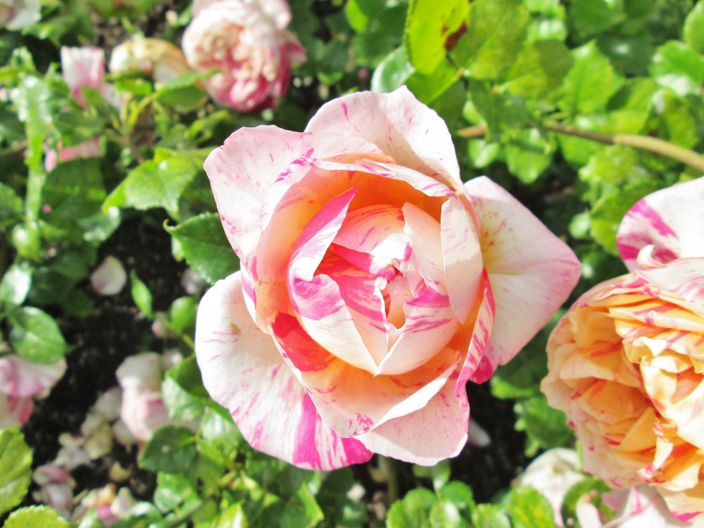 Foto: Concurso de rosas. Parque Cervantes - Barcelona (Cataluña), España