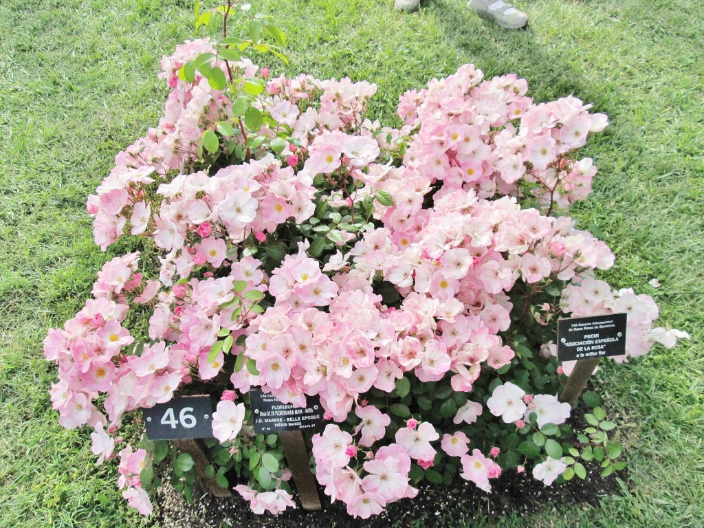 Foto: Concurso de rosas. Parque Cervantes - Barcelona (Cataluña), España