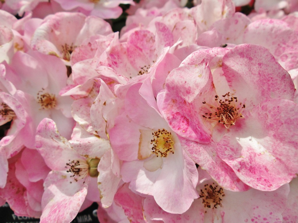 Foto: Concurso de rosas. Parque Cervantes - Barcelona (Cataluña), España