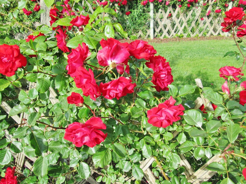 Foto: Concurso de rosas. Parque Cervantes - Barcelona (Cataluña), España