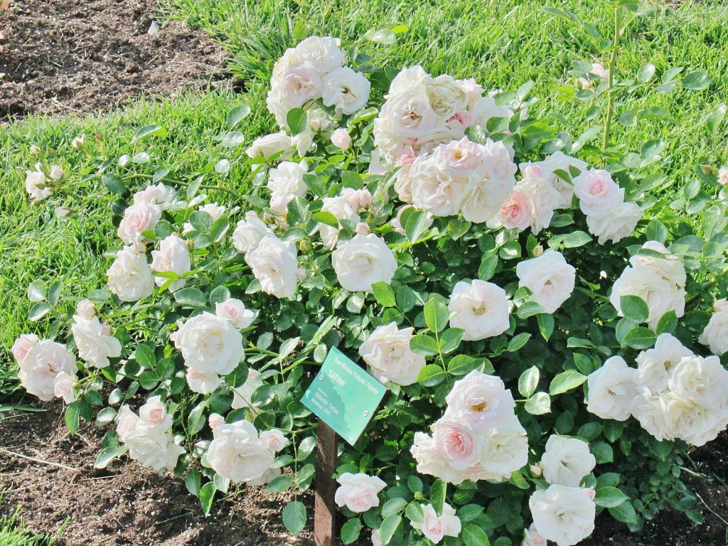 Foto: Concurso de rosas. Parque Cervantes - Barcelona (Cataluña), España