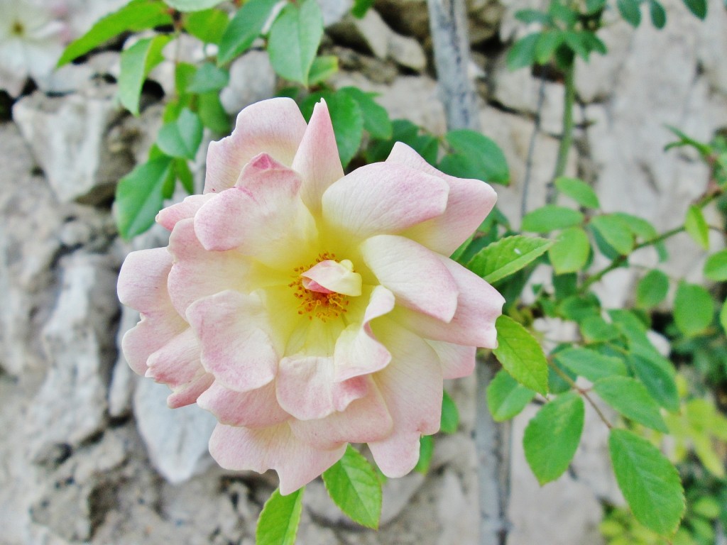 Foto: Concurso de rosas. Parque Cervantes - Barcelona (Cataluña), España