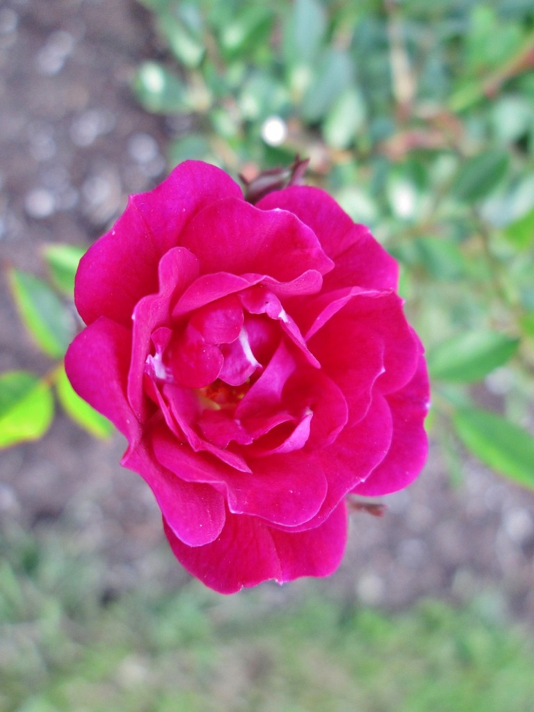 Foto: Concurso de rosas. Parque Cervantes - Barcelona (Cataluña), España