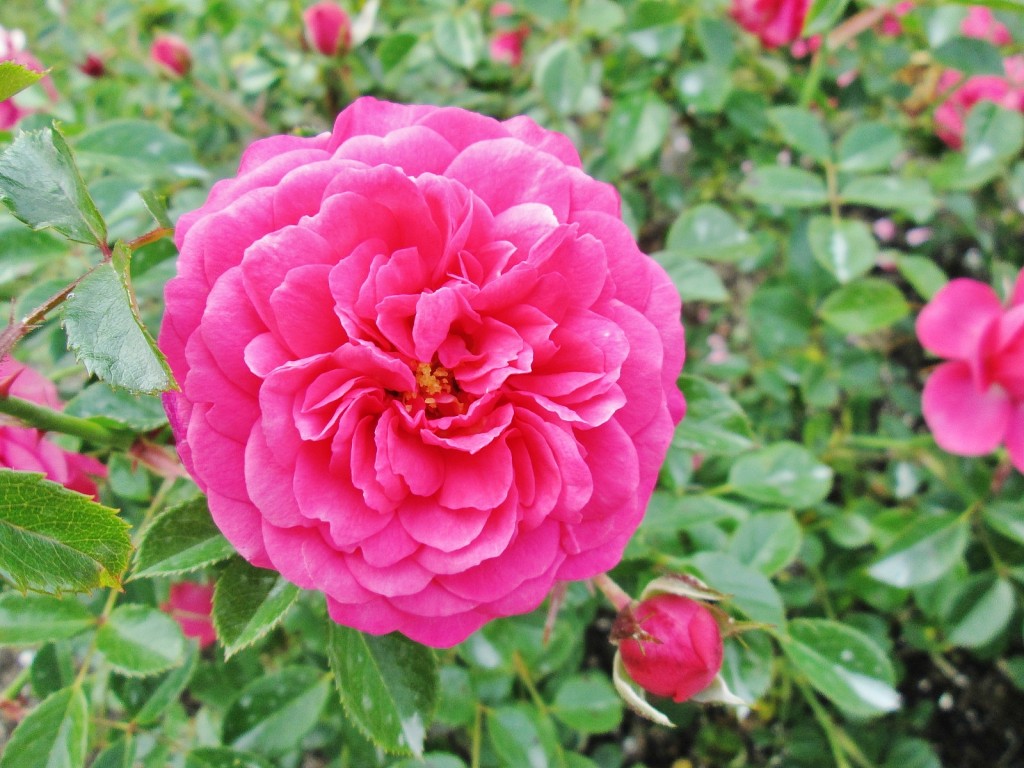 Foto: Concurso de rosas. Parque Cervantes - Barcelona (Cataluña), España