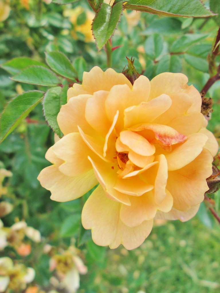 Foto: Concurso de rosas. Parque Cervantes - Barcelona (Cataluña), España