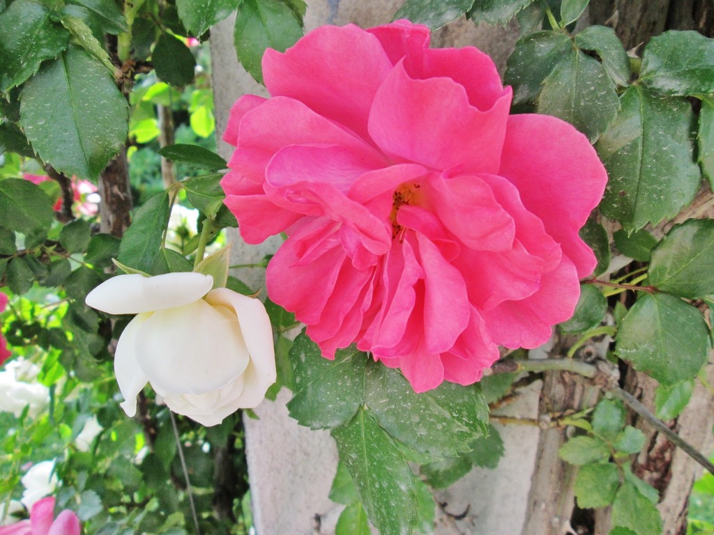 Foto: Concurso de rosas. Parque Cervantes - Barcelona (Cataluña), España