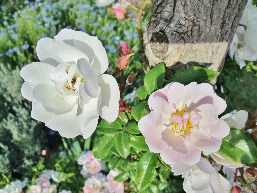 Foto: Concurso de rosas. Parque Cervantes - Barcelona (Cataluña), España