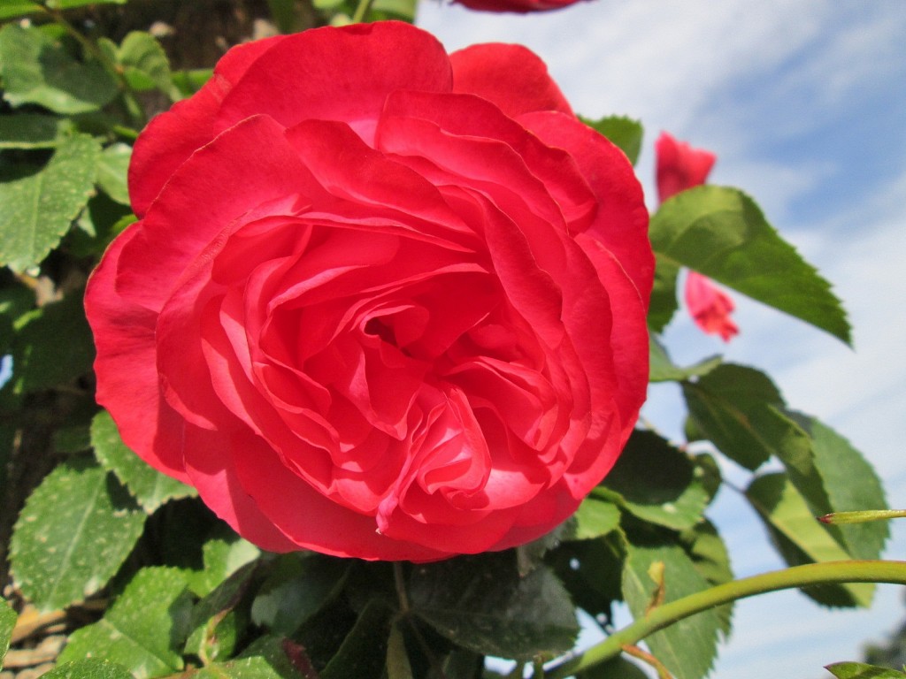 Foto: Concurso de rosas. Parque Cervantes - Barcelona (Cataluña), España