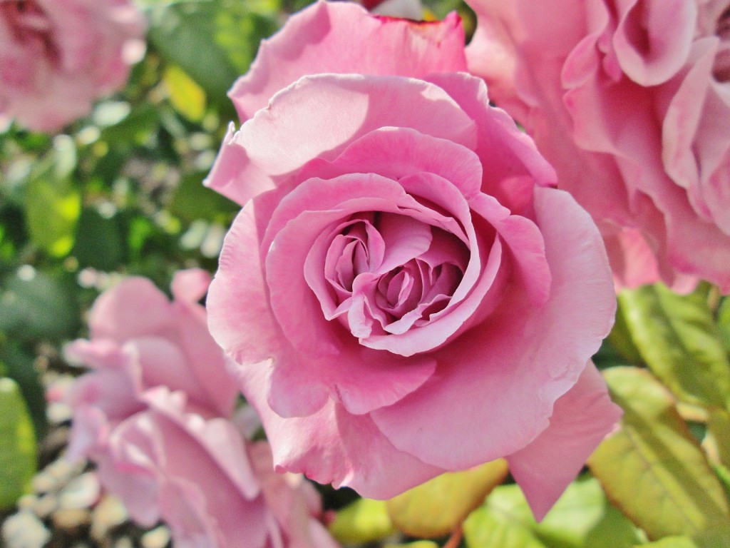 Foto: Concurso de rosas. Parque Cervantes - Barcelona (Cataluña), España