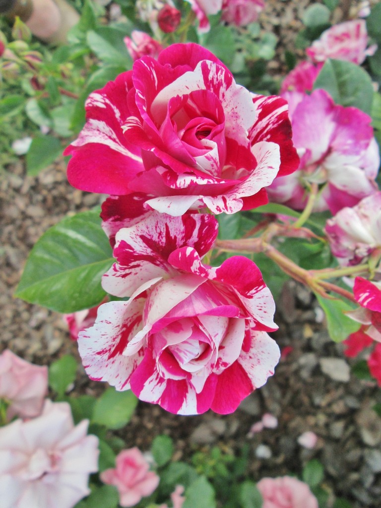 Foto: Concurso de rosas. Parque Cervantes - Barcelona (Cataluña), España