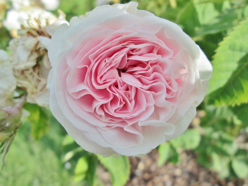 Foto: Concurso de rosas. Parque Cervantes - Barcelona (Cataluña), España