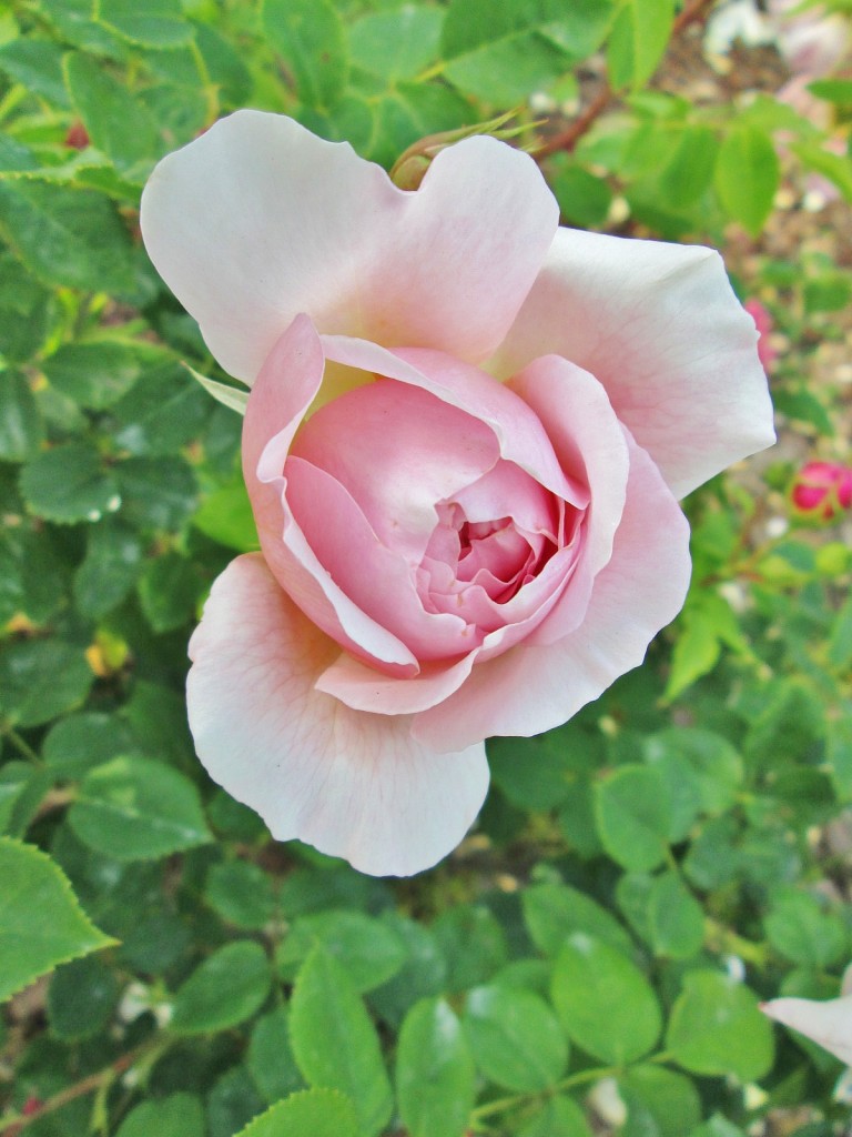 Foto: Concurso de rosas. Parque Cervantes - Barcelona (Cataluña), España