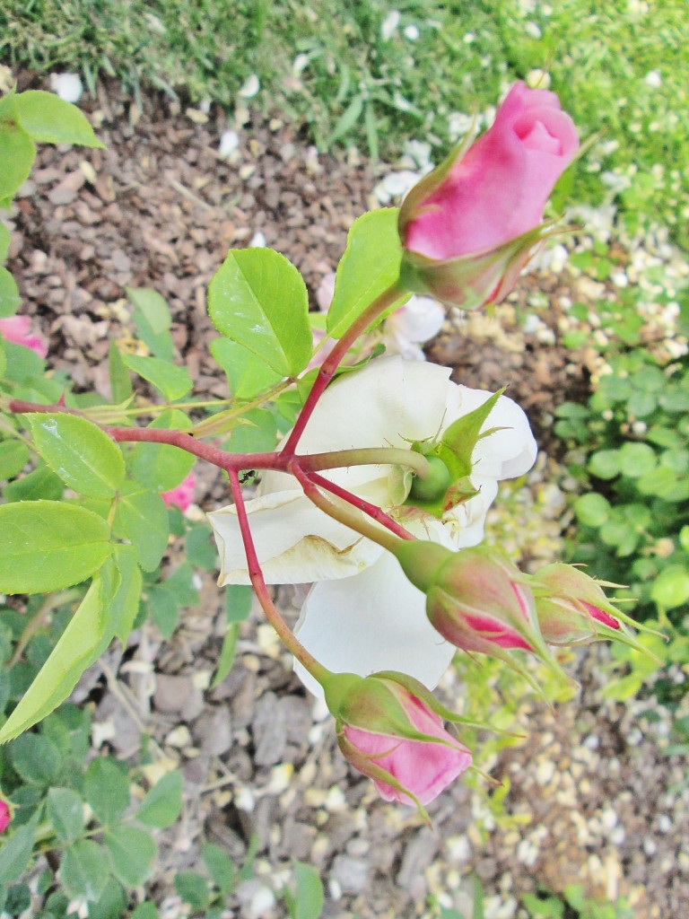 Foto: Concurso de rosas. Parque Cervantes - Barcelona (Cataluña), España