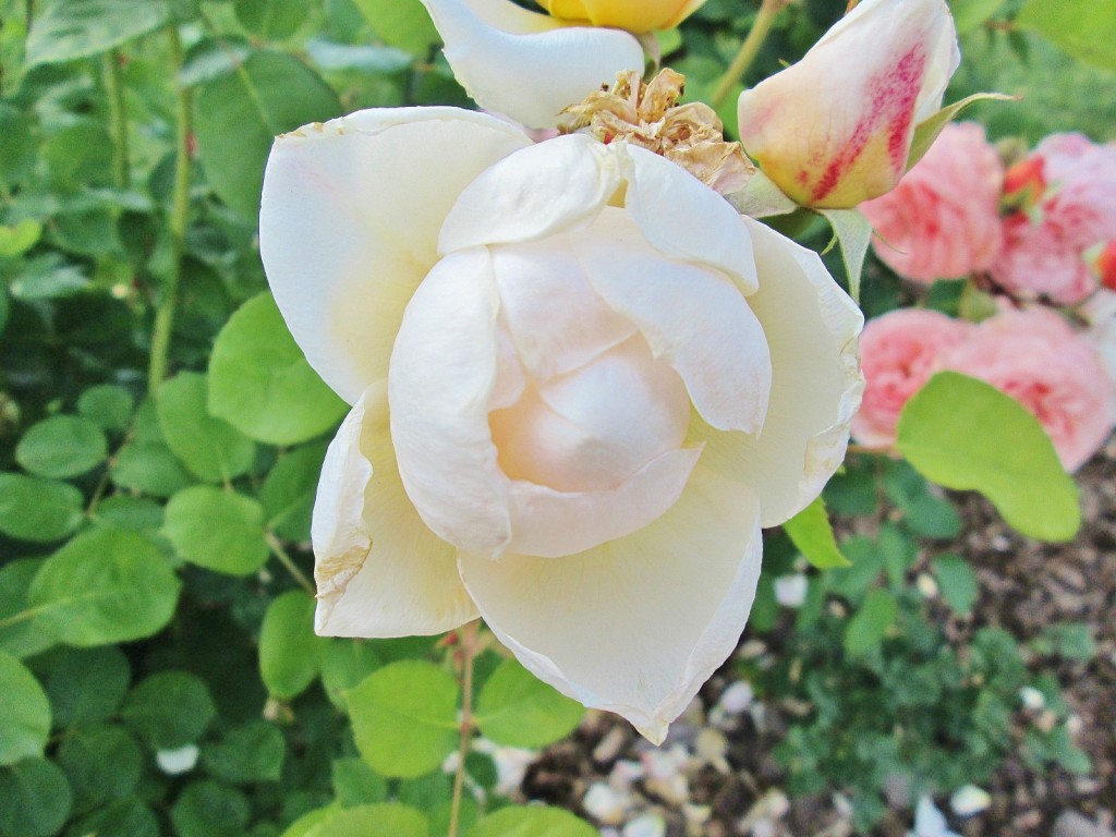 Foto: Concurso de rosas. Parque Cervantes - Barcelona (Cataluña), España