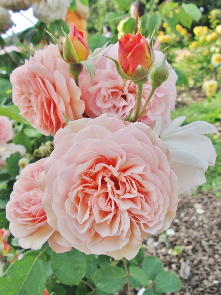 Foto: Concurso de rosas. Parque Cervantes - Barcelona (Cataluña), España