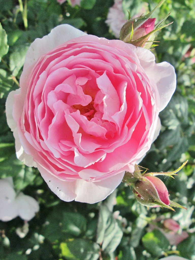 Foto: Concurso de rosas. Parque Cervantes - Barcelona (Cataluña), España