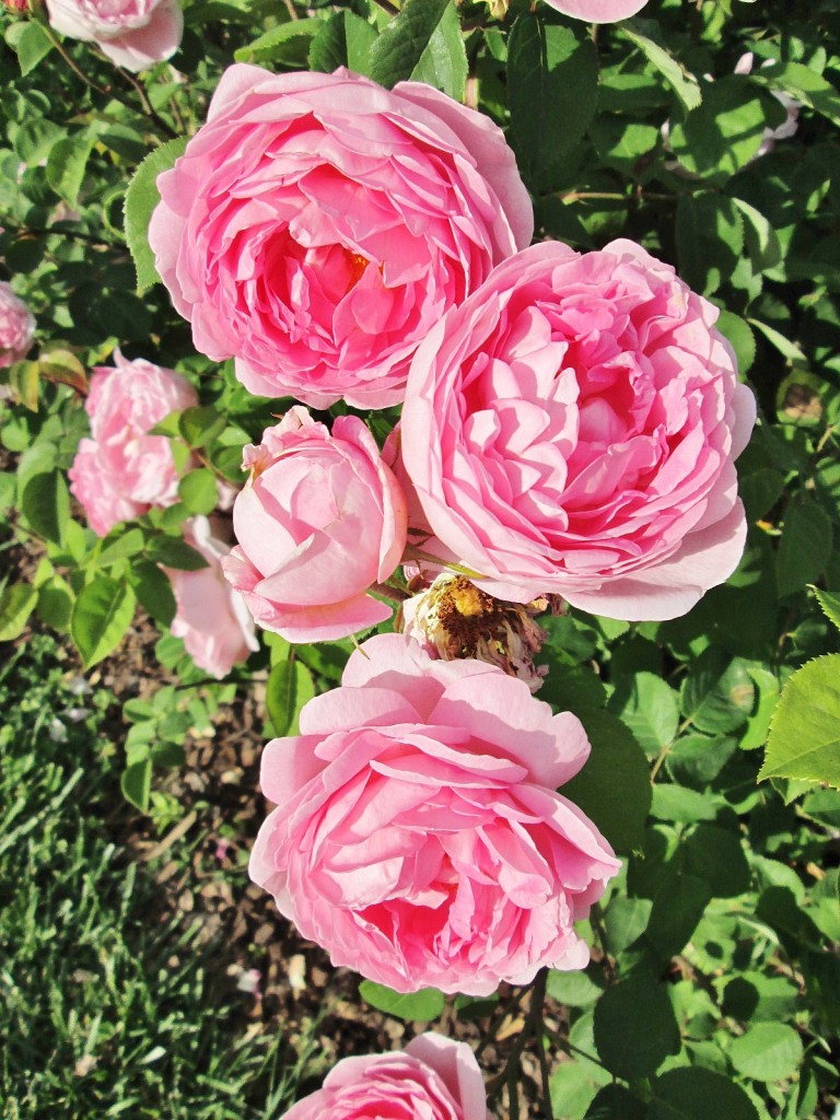 Foto: Concurso de rosas. Parque Cervantes - Barcelona (Cataluña), España