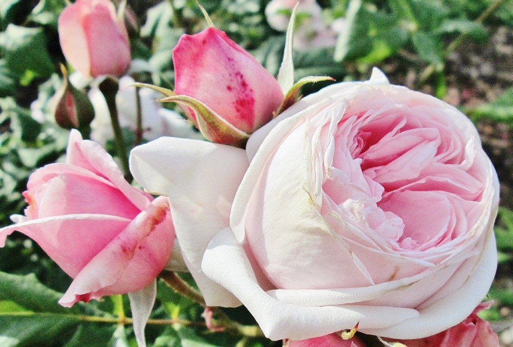 Foto: Concurso de rosas. Parque Cervantes - Barcelona (Cataluña), España