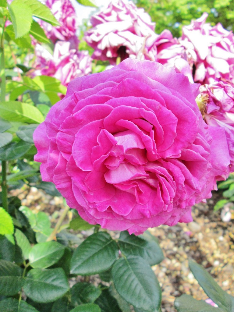 Foto: Concurso de rosas. Parque Cervantes - Barcelona (Cataluña), España