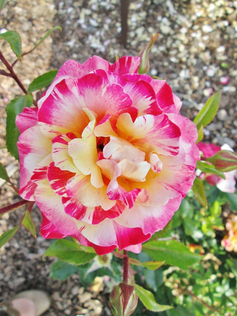 Foto: Concurso de rosas. Parque Cervantes - Barcelona (Cataluña), España