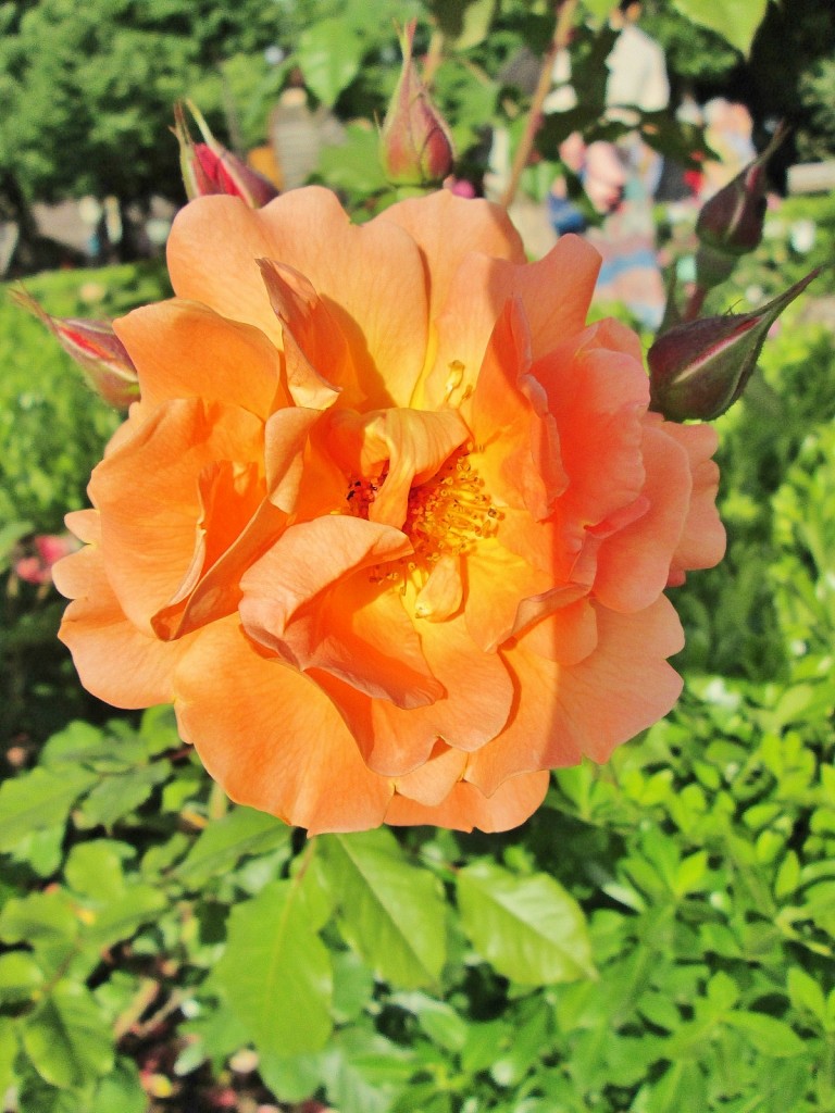 Foto: Concurso de rosas. Parque Cervantes - Barcelona (Cataluña), España