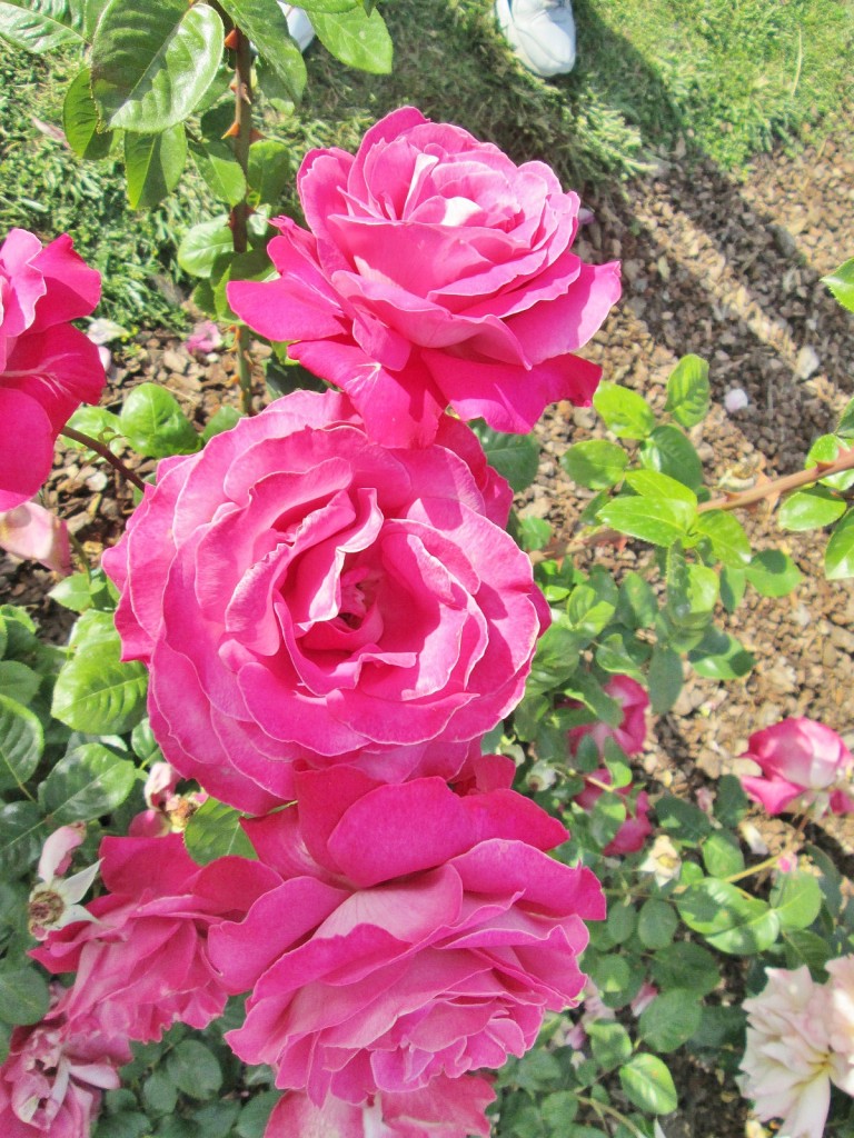 Foto: Concurso de rosas. Parque Cervantes - Barcelona (Cataluña), España