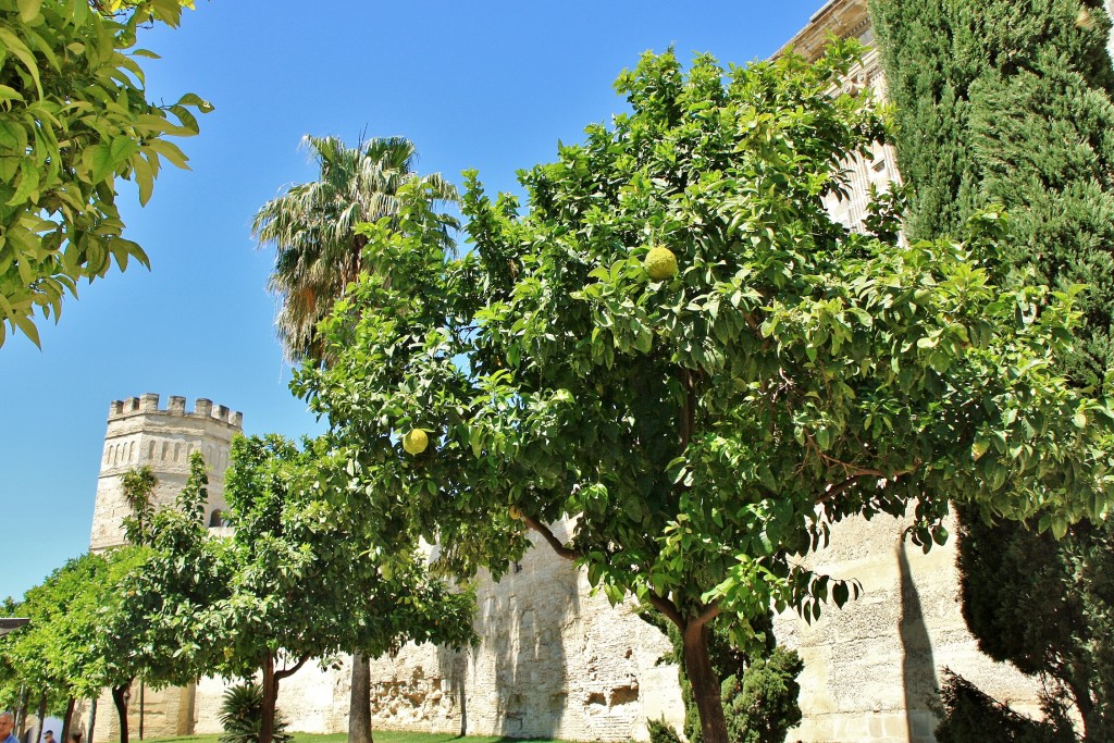 Foto: Centro histórico - Jerez de la Frontera (Cádiz), España