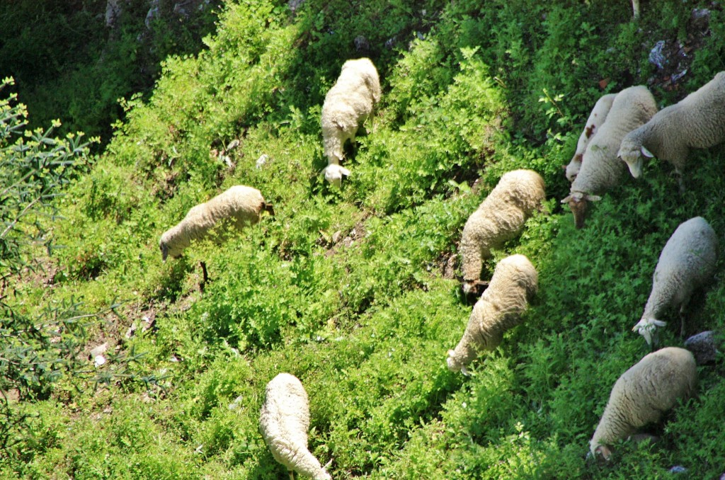 Foto: Ovejas - Grazalema (Cádiz), España