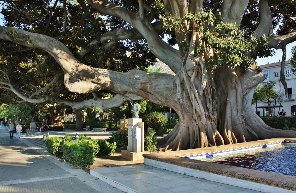 Foto: Jardines - Cádiz (Andalucía), España