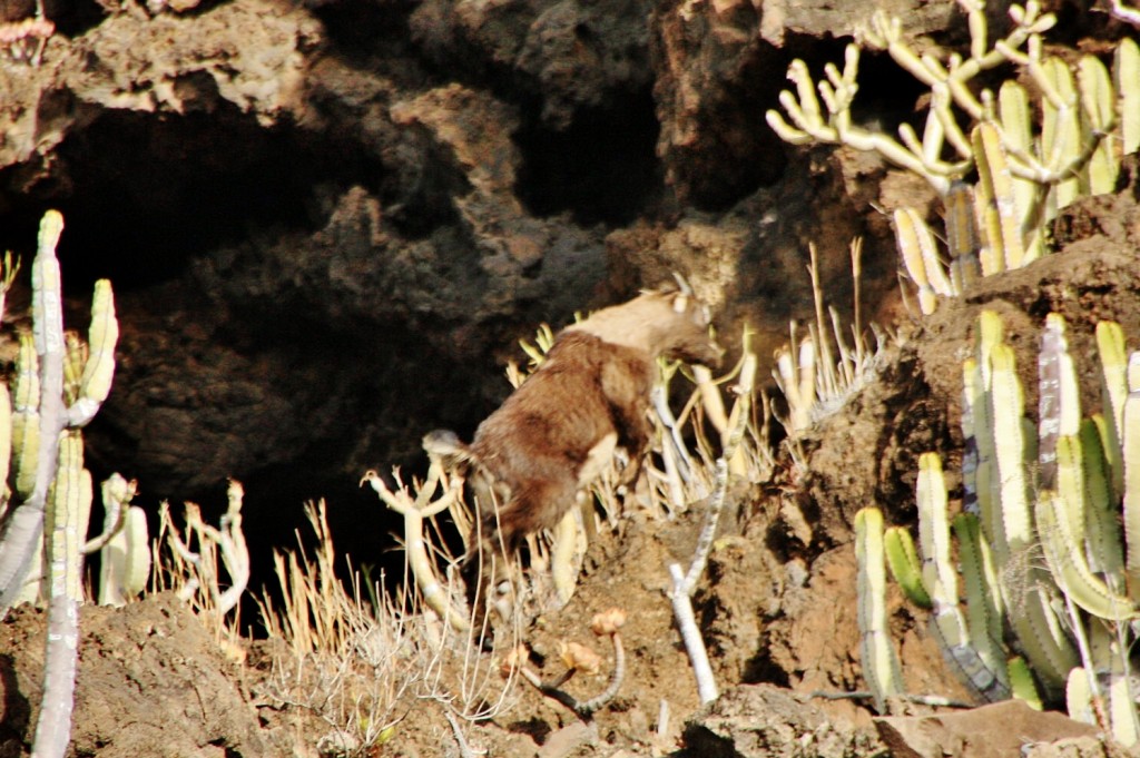 Foto: Cabrita - Valverde (El Hierro) (Santa Cruz de Tenerife), España