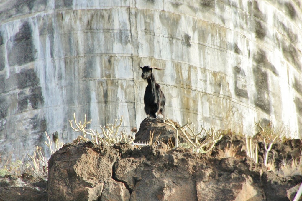 Foto: Cabra - Valverde (El Hierro) (Santa Cruz de Tenerife), España