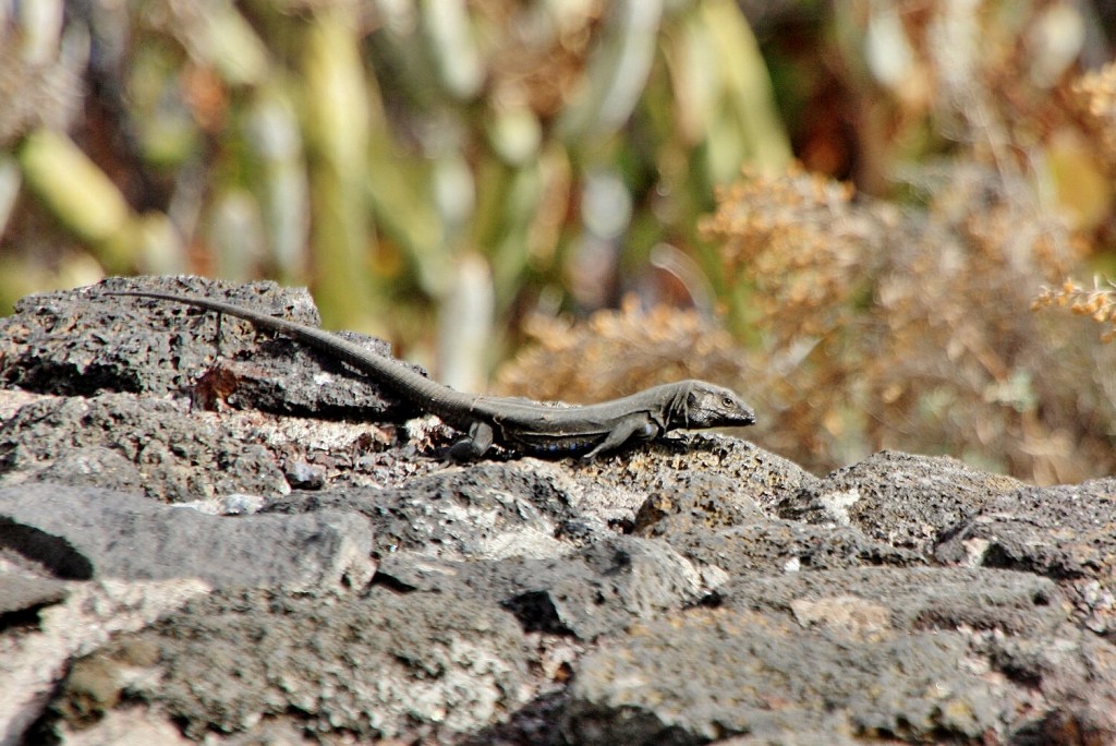 Foto: Bichito - Los LLanillos (El Hierro) (Santa Cruz de Tenerife), España