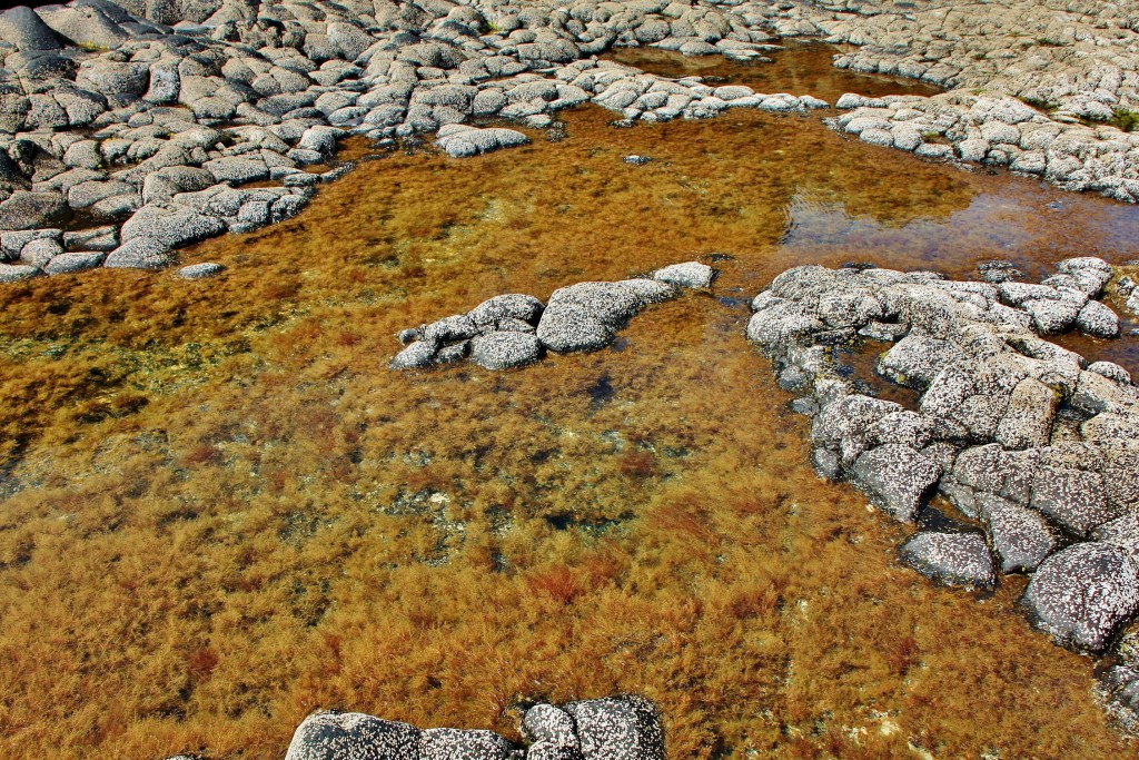 Foto: Los Sargos - Los Llanillos (El Hierro) (Santa Cruz de Tenerife), España