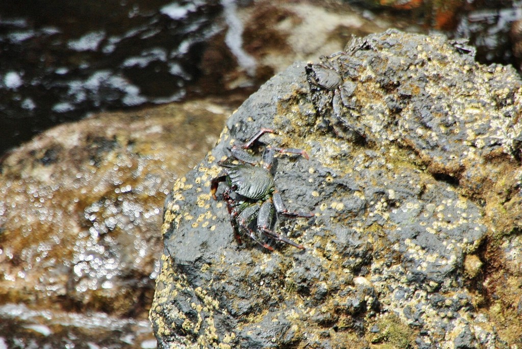 Foto: Cangrejo - El Tamaduste (El Hierro) (Santa Cruz de Tenerife), España