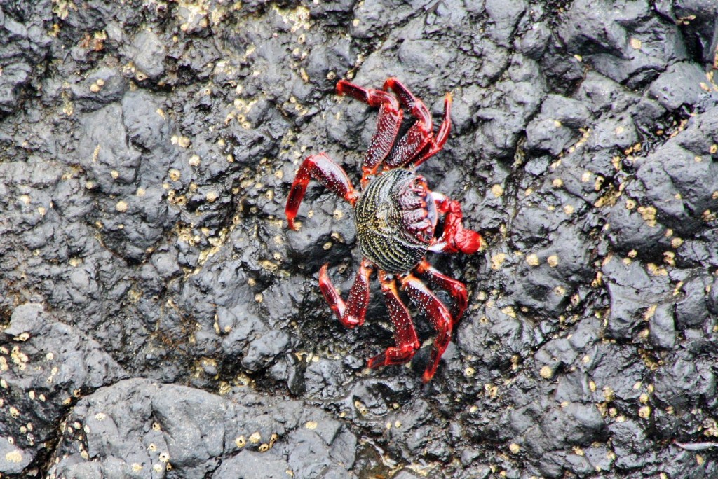 Foto: Cangrejo - El Tamaduste (El Hierro) (Santa Cruz de Tenerife), España