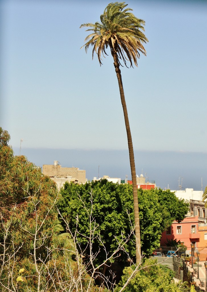 Foto: La palmera más alta de Canarias - Ingenio (Gran Canaria) (Las Palmas), España