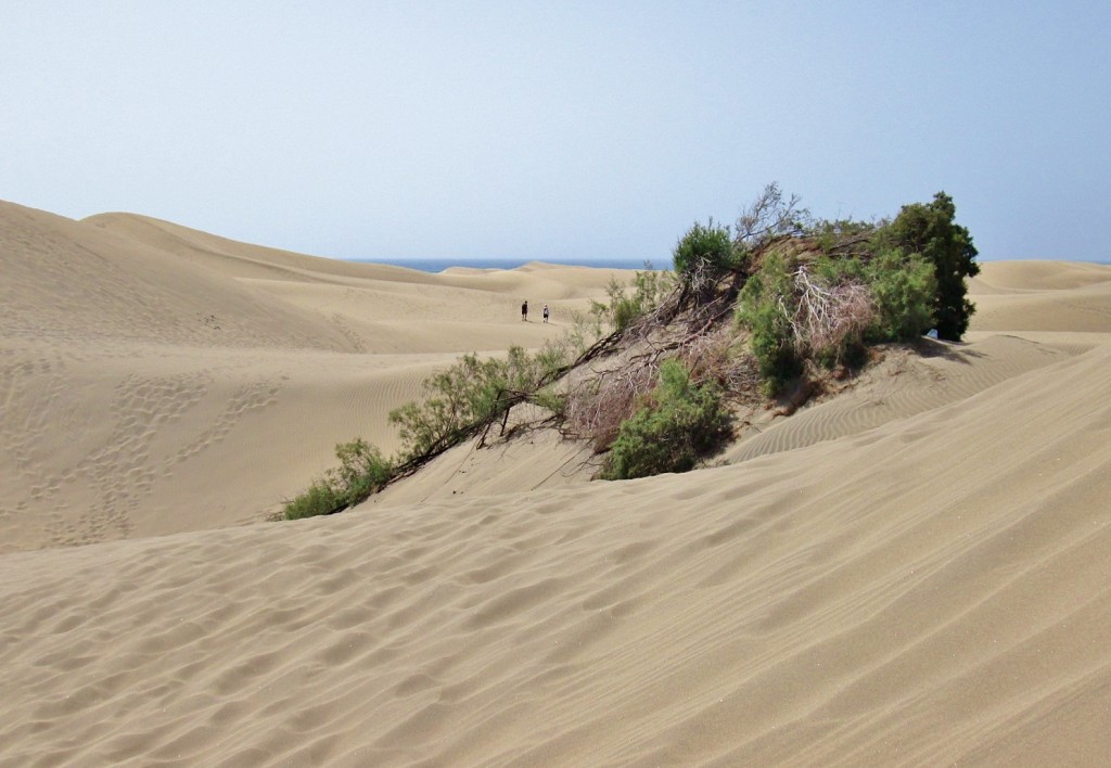 Foto: Dunas - Maspalomas (Gran Canaria) (Las Palmas), España