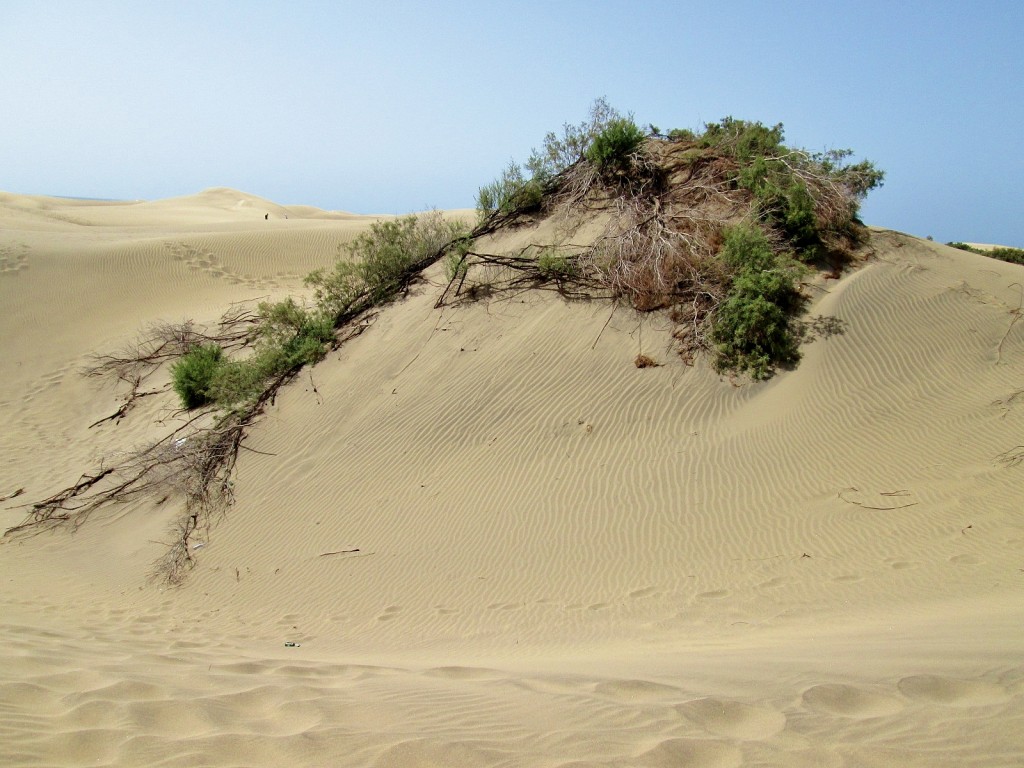 Foto: Dunas - Maspalomas (Gran Canaria) (Las Palmas), España